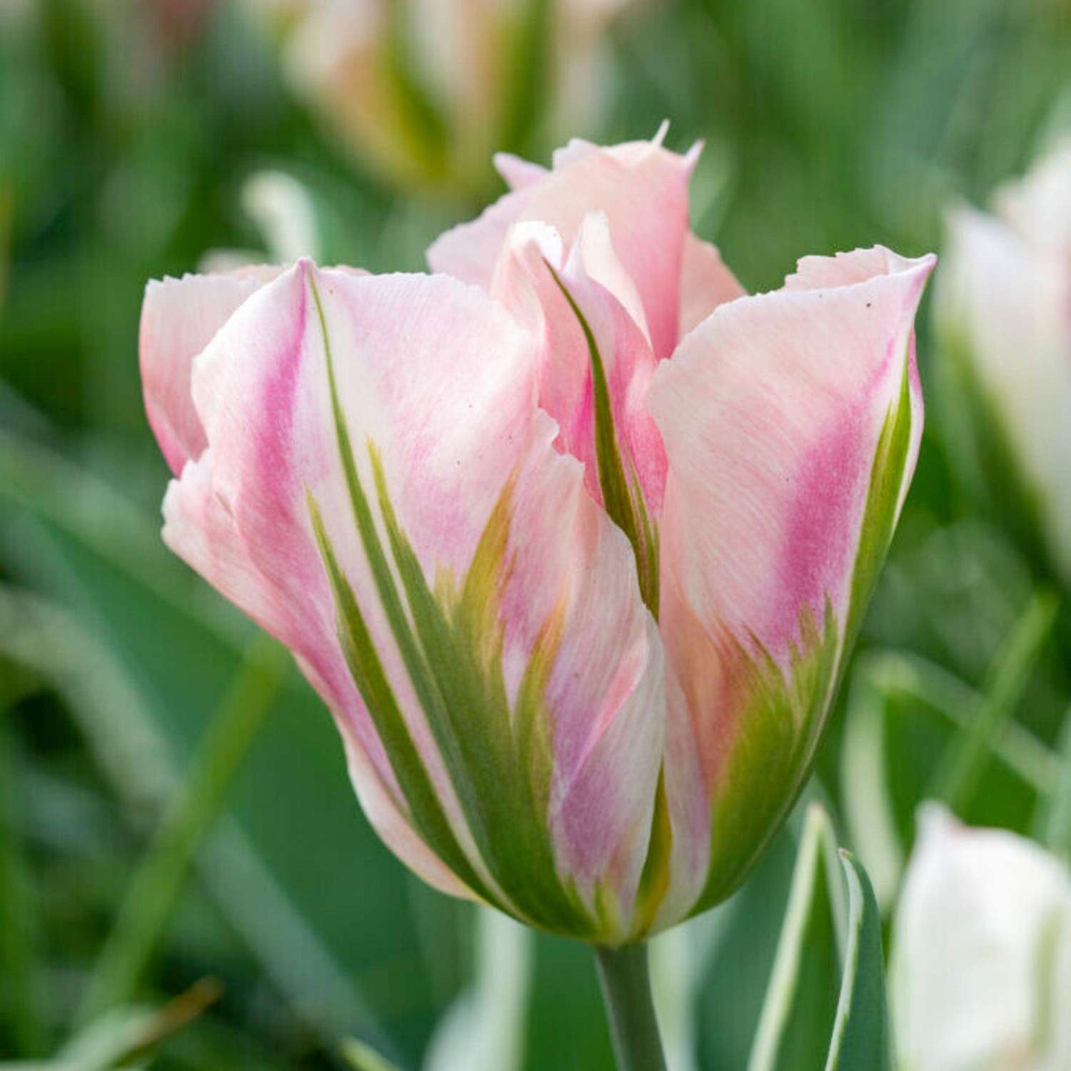 Tulppaani 'China Town'